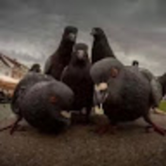 Meet your Posher, Timothy - Picture 1 of 1